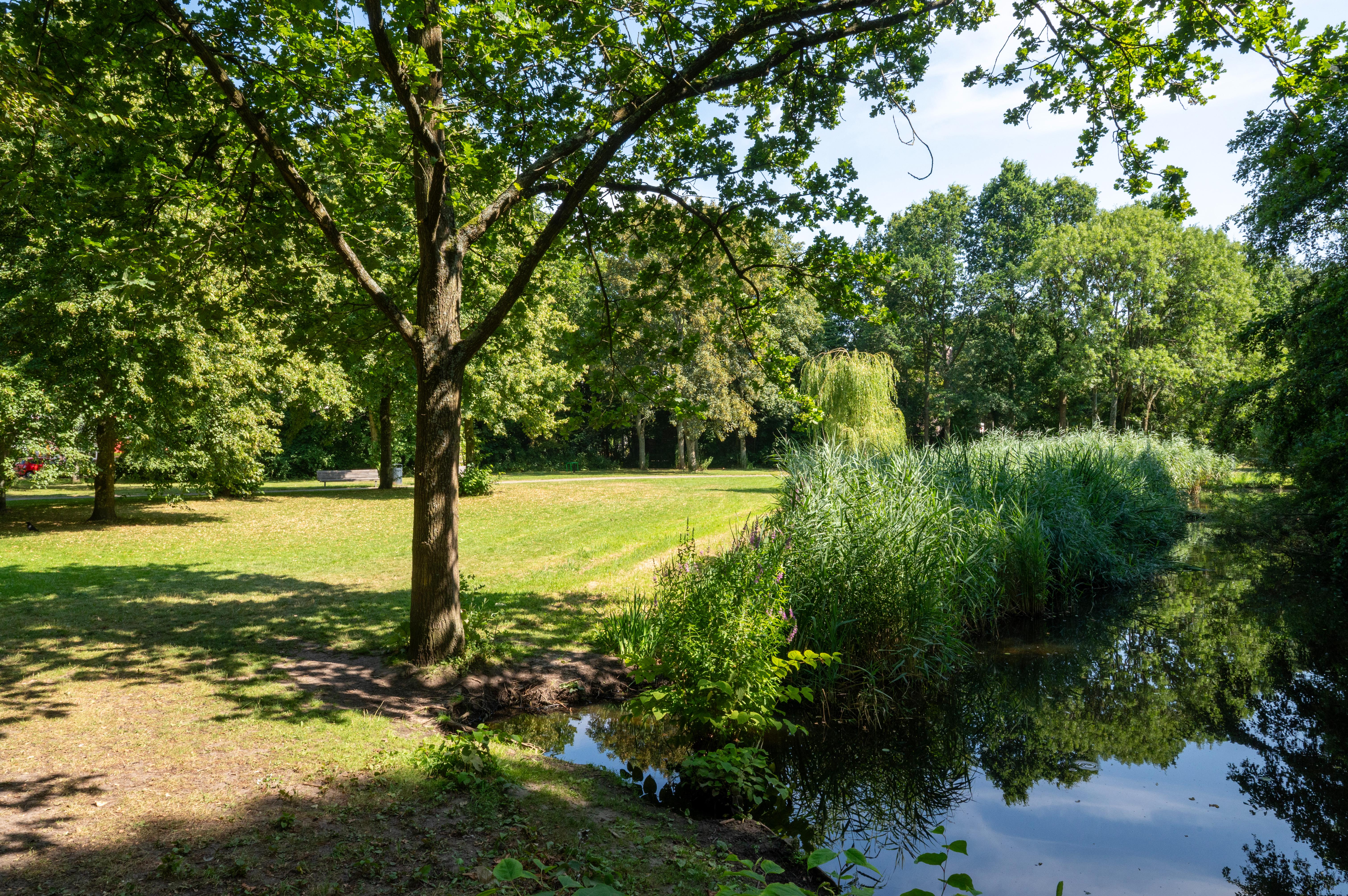 Groen park in de omgeving