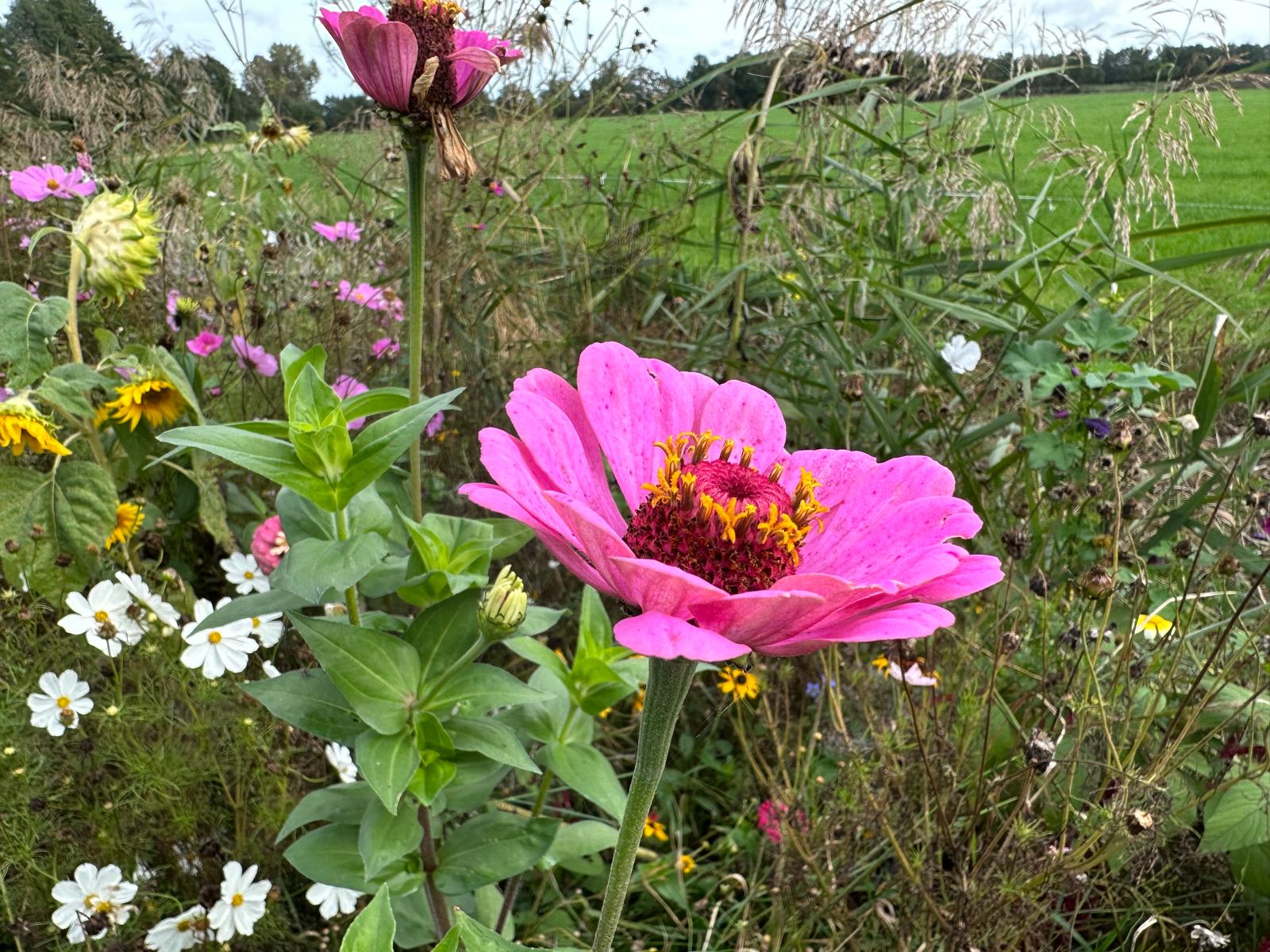 Bloemenpracht Reintsweg 
