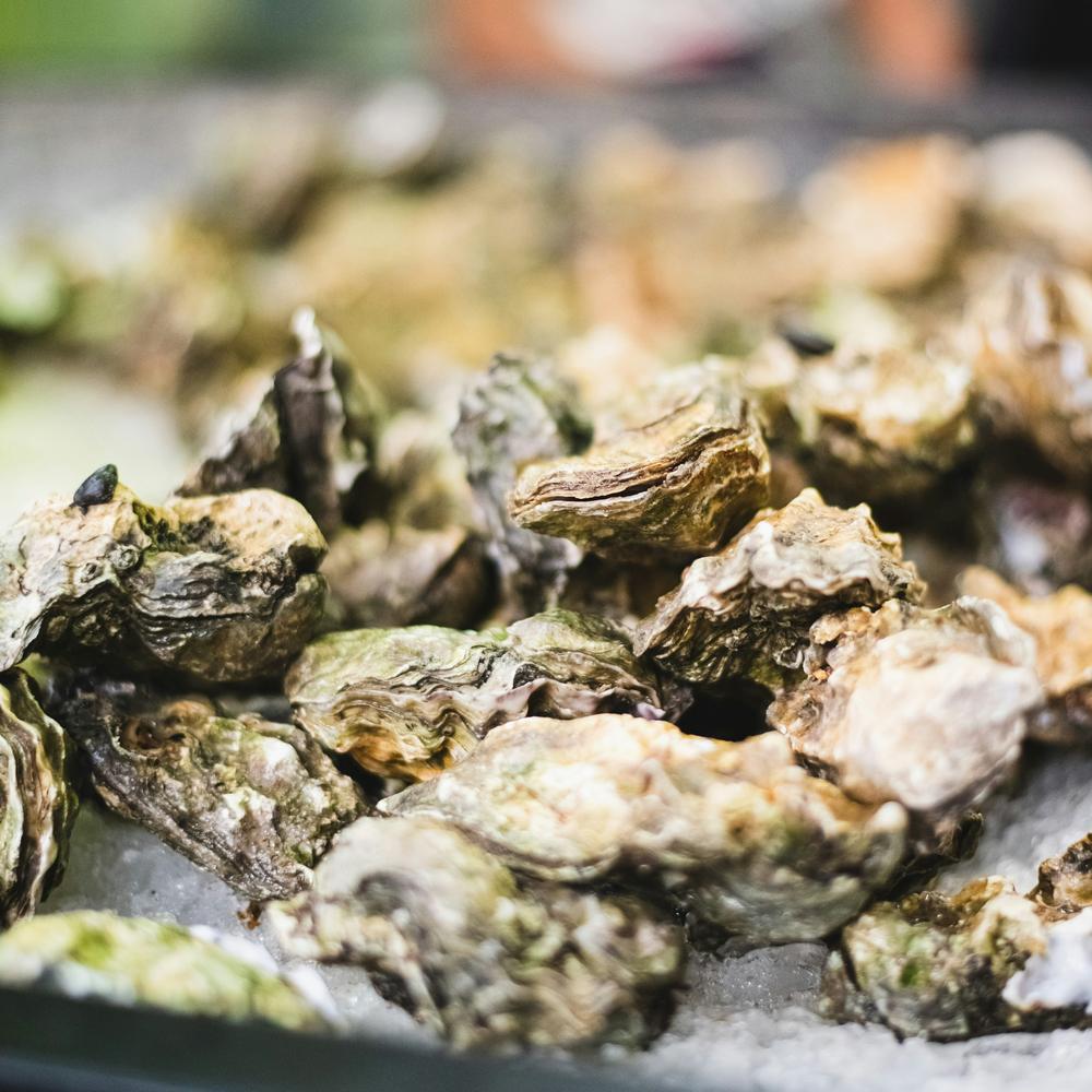 Verse oesters uit de Oosterschelde